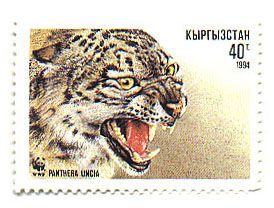 Snow Leopard (Panthera uncia) Head