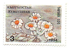 Chrysanthemum leontopodium