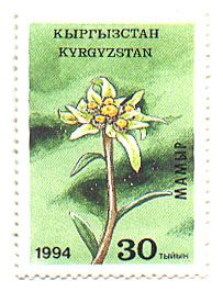 Edelweiss (Leontopodium alpinum)