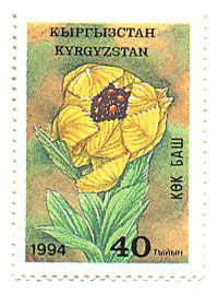 Trollius altaicus