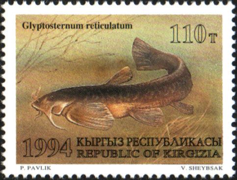 Catfish (Glyptosternum reticulatum)