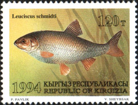 Schmidt's Dace (Leuciscus schmidti)