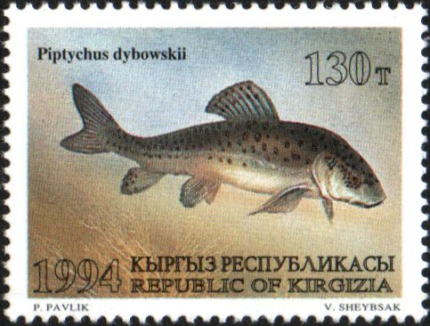 Naked Osman (Piptychus dybowskii)