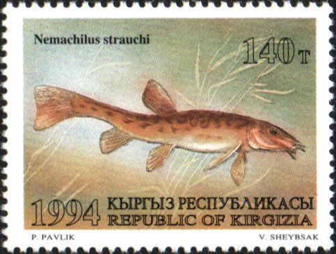 Spotted Thick-Lipped Loach (Nemachilus strauchi)