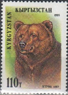 Brown Bear (Ursus arctos)