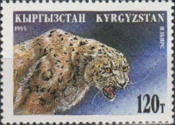 Snow Leopard (Panthera uncia)