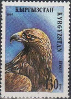 Golden Eagle (Aquila chrysaetos)