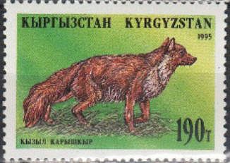 Red Fox (Vulpes vulpes)