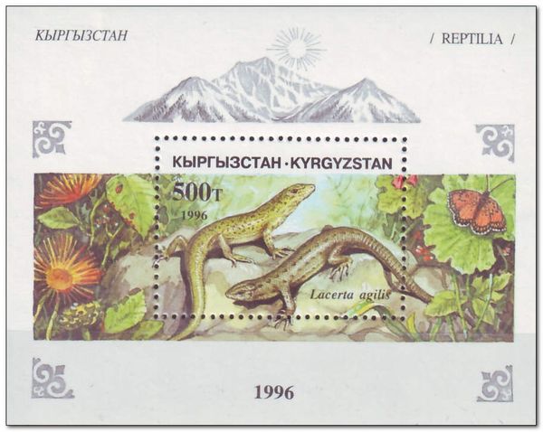 Steppe-Runner (Eremias arguta)