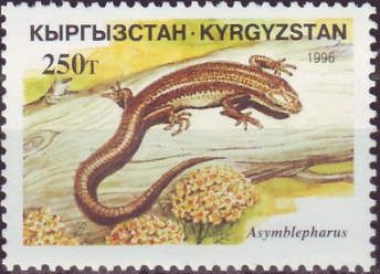 Skink sp. (Asymblepharus eremchenkoi)