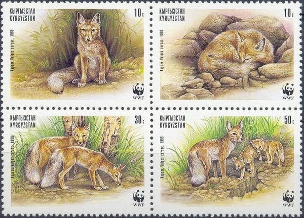 Corsac Fox (Vulpes corsac)
