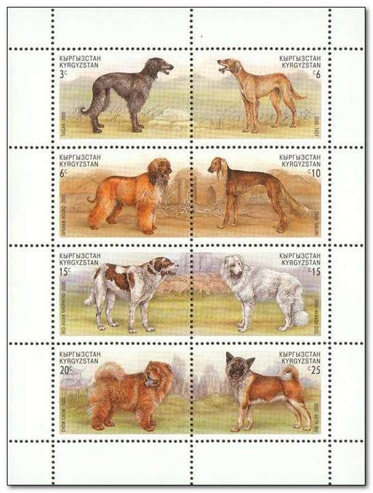 Taigan (Canis lupus familiaris)