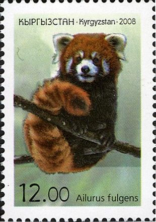 Red Panda (Ailurus fulgens)
