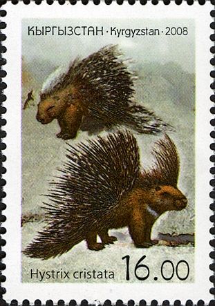 Crested Porcupine (Hystrix cristata)