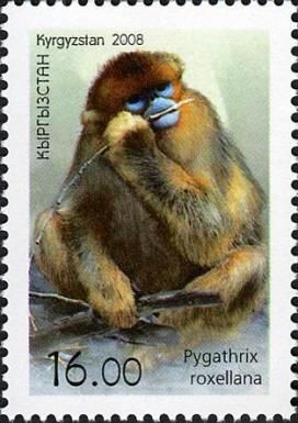 Golden Snub-nosed Monkey (Pygathrix roxellana)
