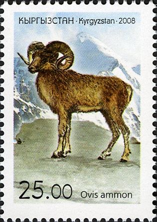 Argali (Ovis ammon ammon)