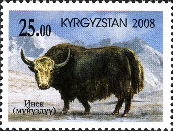 Müjüsdü Yak (Bos mutus)