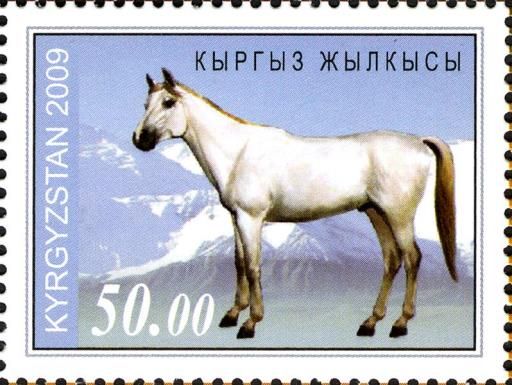 Grey (Equus ferus caballus)
