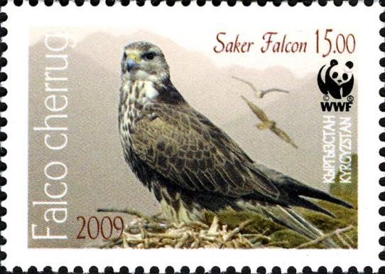 Saker Falcon (Falco cherrug)