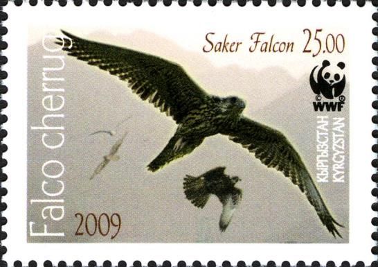 Saker Falcon (Falco cherrug) - Error