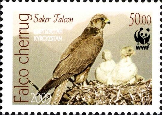 Saker Falcon (Falco cherrug)