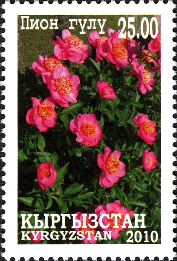 Peony (Paeonia lactiflora)