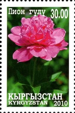 Peony (Paeonia lactiflora)