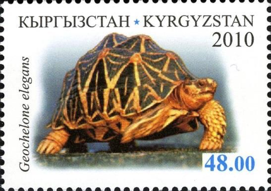 Indian Star Tortoise (Geochelone elegans)