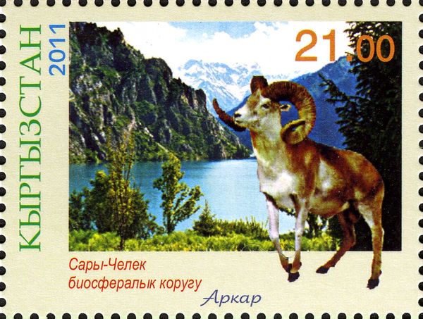 Sary-Chelek, Argali (Ovis ammon ammon)