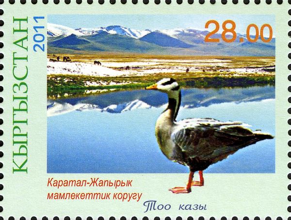 Karatal-Japyryk, Bar-headed Goose (Anser indicus)
