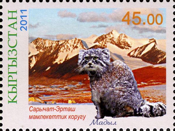 Sarychat-Ertash, Pallas's Cat (Otocolobus manul)