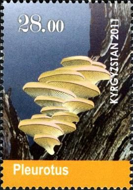 Mushrooms - Pleurotus