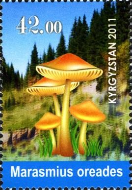 Mushrooms - Marasmius oreades