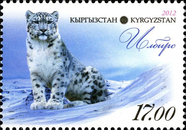 Snow Leopard (Panthera uncia)