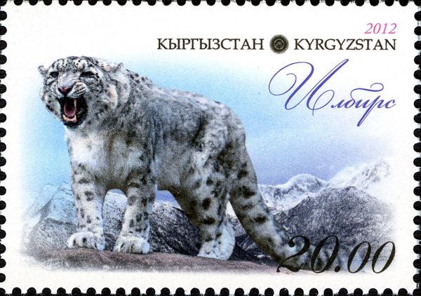 Snow Leopard (Panthera uncia), Snarling