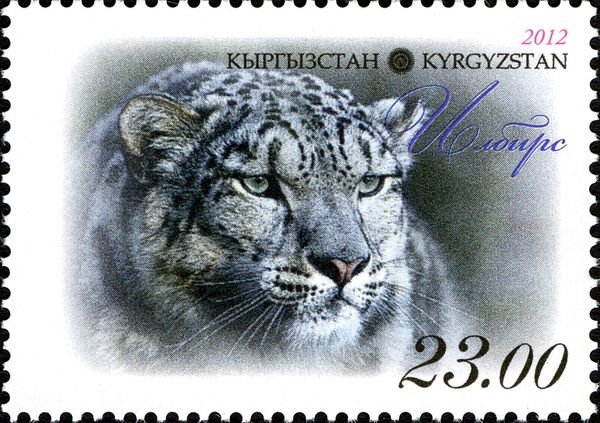 Snow Leopard (Panthera uncia), Head