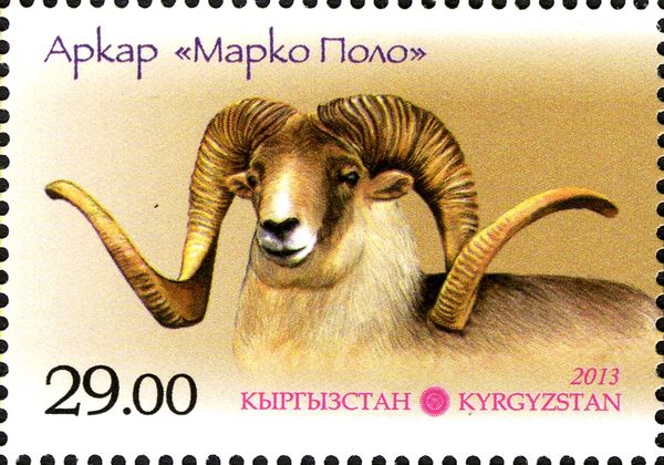 Argali "Marco Polo" (Ovis ammon)
