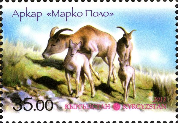 Argali (Ovis ammon), with Lamb