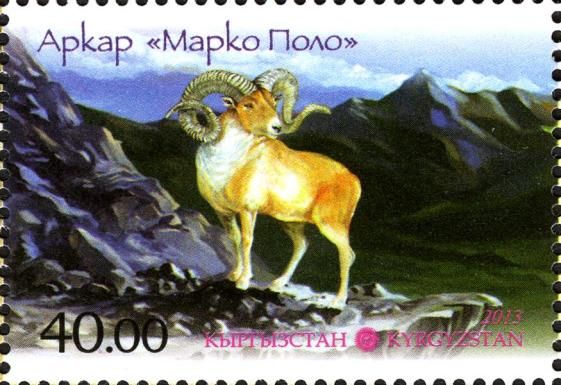 Argali (Ovis ammon), Ram on Ledge
