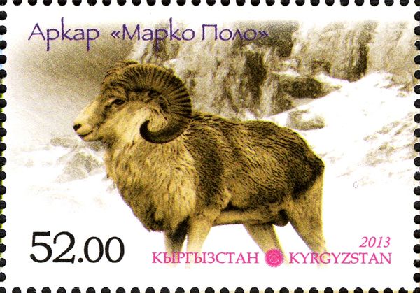 Argali (Ovis ammon), Ram in Snow