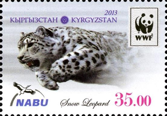 Snow Leopard (Panthera uncia), Leaping