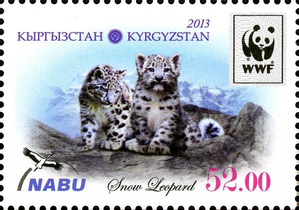 Snow Leopard (Panthera uncia), Kittens