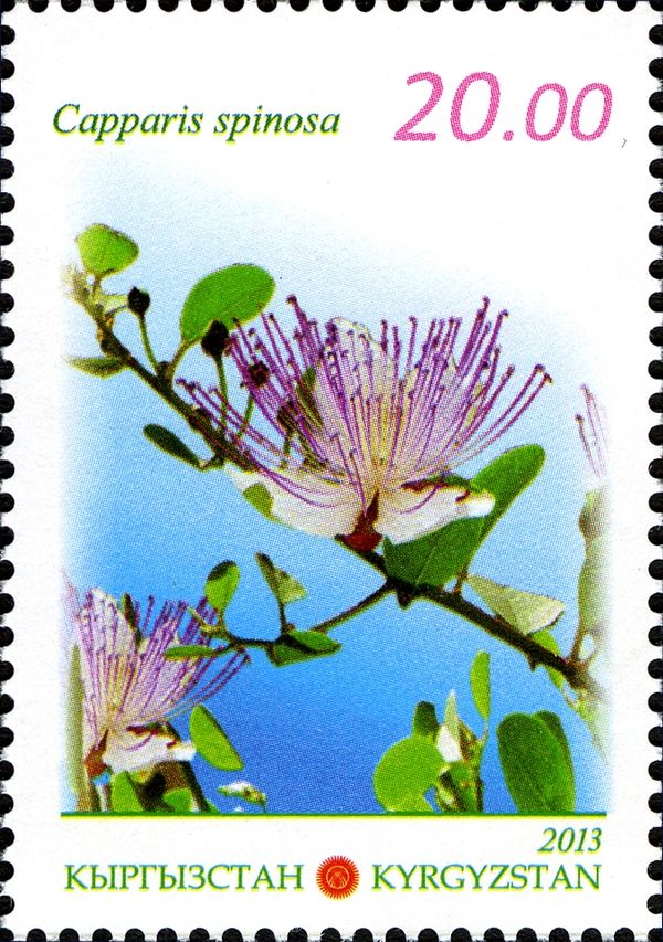 Caper (Capparis spinosa)