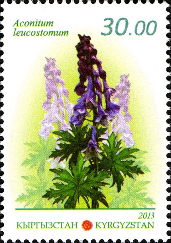 Aconite (Aconitum leucostomum)
