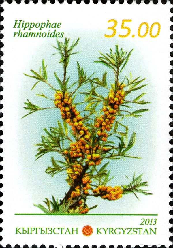 Common Sea Buckthorn (Hippophae rhamnoides)