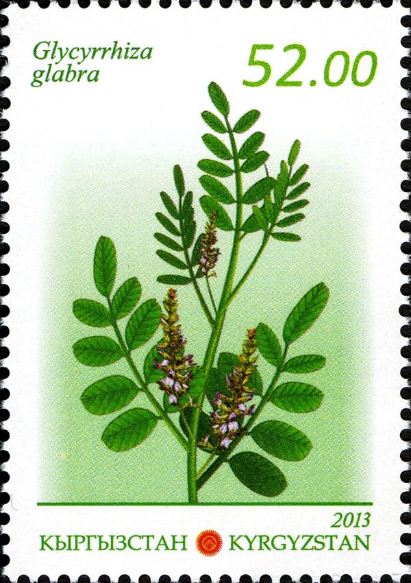 Liquorice (Glycyrrhiza glabra)