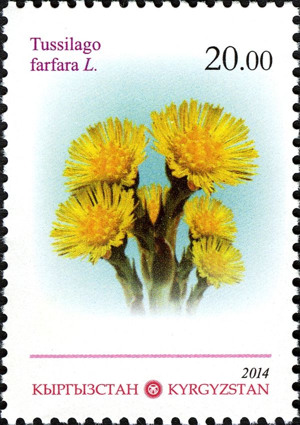 Coltsfoot (Tussilago farfara L.)