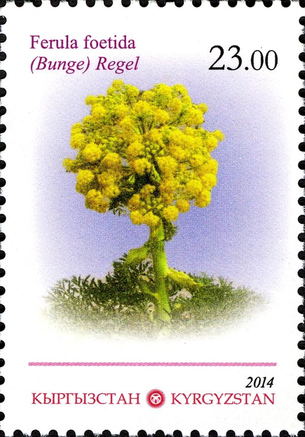 Asafoetida (Ferula foetida (Bunge) Regel)