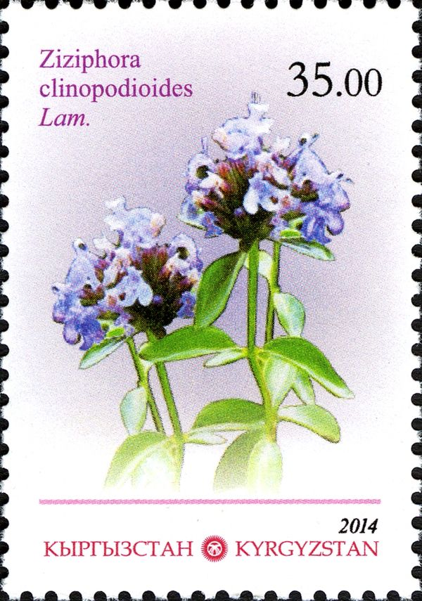 Ziziphora clinopodioides