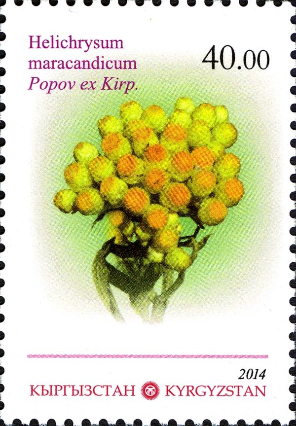 Helichrysum maracandicum